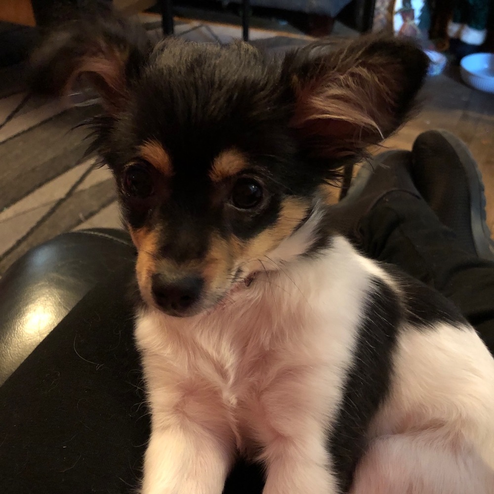 Meet your Posher, Jean ann